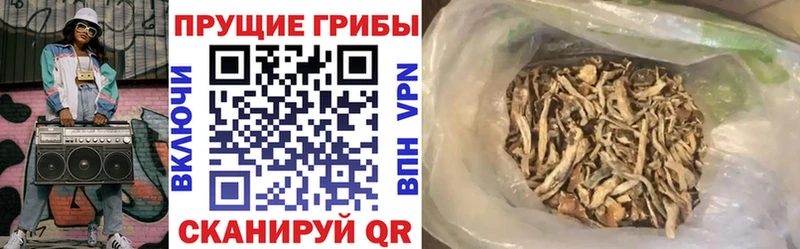 нарко площадка наркотические препараты  Новоалтайск  Псилоцибиновые грибы Psilocybe 